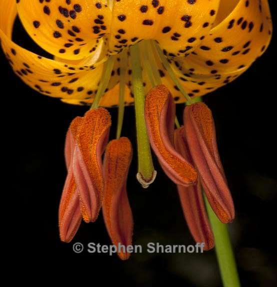 lilium kelleyanum 6a graphic